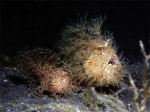 Hairy pair.. by Sven Tramaux 